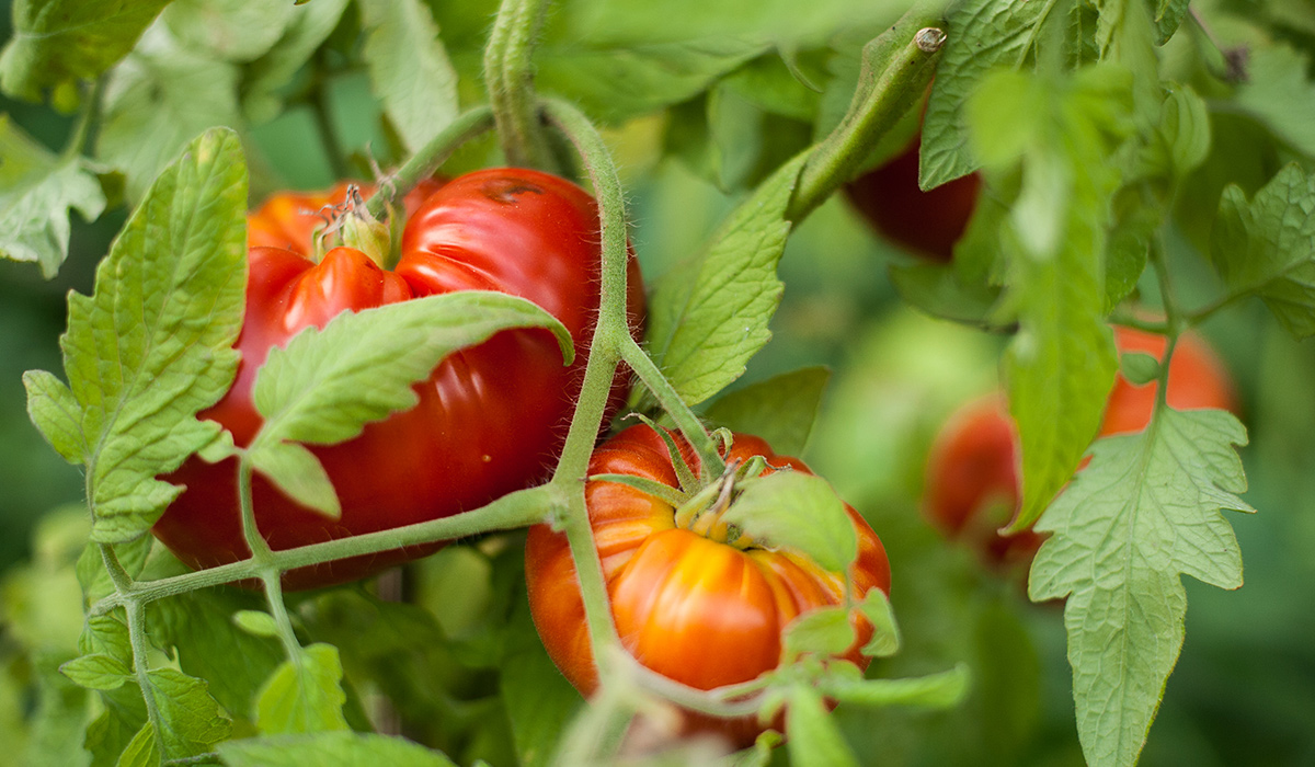légumes professionnels